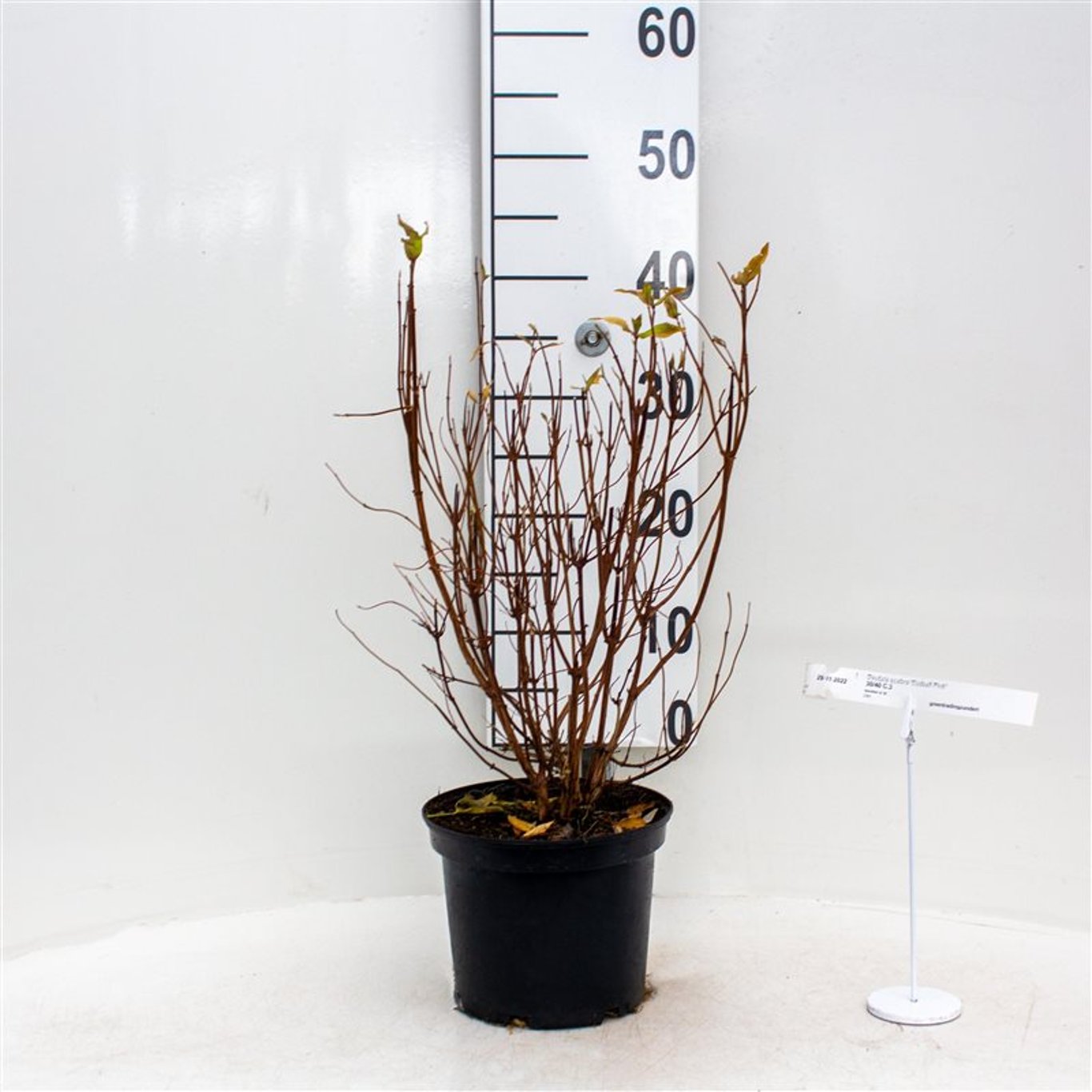 Deutzia scabra 'Codsall Pink' - C3 30-40 CM